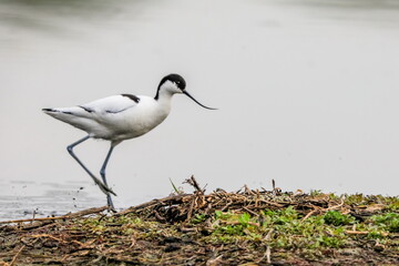 Close-up photo of a rare wader with a long thin beak curved upwards on nest with eggs. Critically endangered species in natural environment. Czech Republic. Pied Avocet, Recurvirostra avosetta.