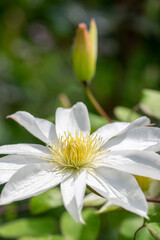 Bright white flowering large petal clematis flowers, beautiful virgins bower leather climbing plants in bloom