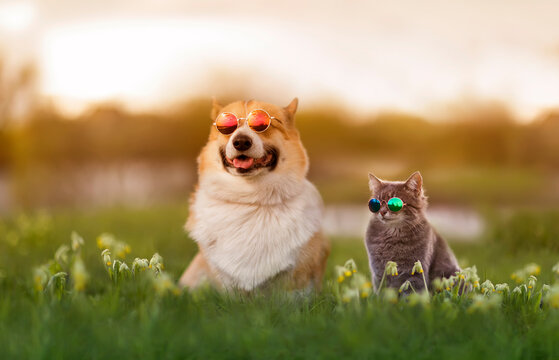 fashionable couple corgi dog and striped cat sit on a summer sunny meadow in sunglasses glasses