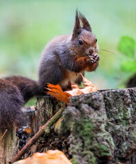 Close-up portrait of red squirrel in natural environment. Eurasian red squirrel, Sciurus vulgaris.