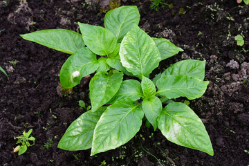 A young pepper plant with white spots on the leaves. Diseases of vegetable crops.