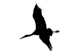 Black silhouette of fkying graceful stork on white background