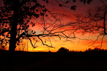 sunset in the forest