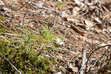 Banning State Park, Sandstone, Minnesota 4-17-2021 - Pine Needles up close