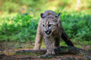 A very young cute male cougar on a reconnaissance expedition in its natural habitat. Known also as puma, mountain lion, red tiger and catamount. Puma concolor.