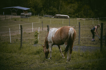 Obraz premium different types of horse grazing