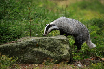 Autumn poetry. Close-up portrait of a badger in its natural habitat. Meles meles © Hana Duncova