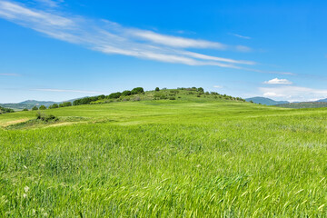 landscape with grass and sky