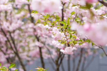 Obraz premium Blurred background. A blooming spring tree. tree is in bloom. Spring
