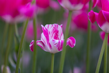 Pink and white tulips in the garden at sunlight