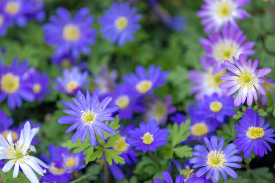Selective focus of pink, blue flower Anemonoides blanda in the darden, Oosterse anemoon or Grecian windflower is a species of flowering plant in the family Ranunculaceae, Nature floral background.