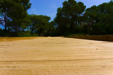 Fototapeta premium La Devesa del Saler, Albufera de Valencia