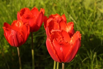 Red tulips in the morning sun 