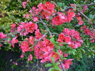 blossom quince japanese