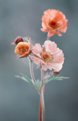 Obraz premium Kuklik MaiTai - Geum