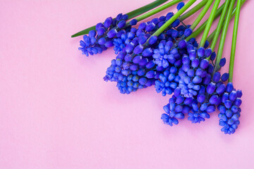 Beautiful spring blue Muscari flowers on a pink background
