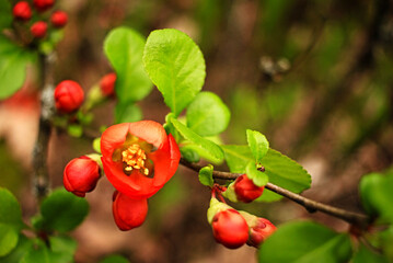 Red flowers