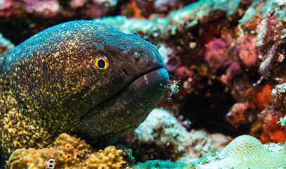Fototapeta na wymiar Moray eel with a cleaning shrimp in the Maldives