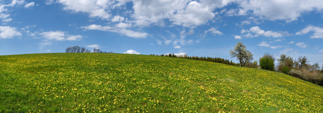 Frühlingspanorama - große grüne Wiese mit gelb blühendem Löwenzahn an einem ansteigenden Hügel © Robert Schneider