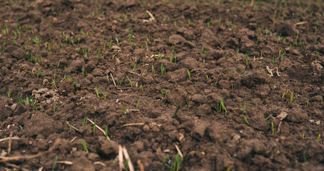 tiny leaves of wheat growing from soil