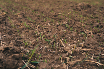 tiny leaves of wheat growing from soil