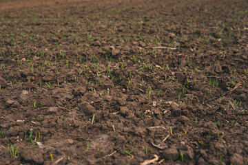 tiny leaves of wheat growing from soil