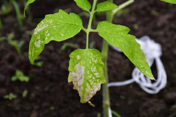 A disease-damaged tomato leaf with white spots in close-up. Diseases of young tomatoes in the greenhouse.