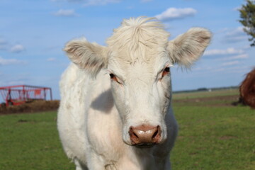 White Cow  with blue sky
