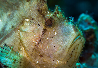 Leaf fish eye close up in the Maldives