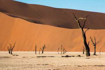 famous dead trees of dead vlei in front of red dunes