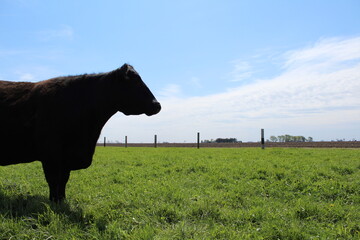 Angus Cow in pasture