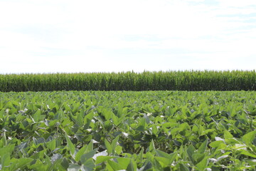 Corn and Soybean Field