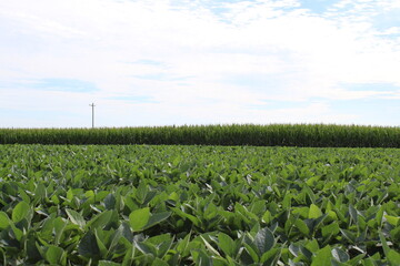 Corn and Soybean fields 