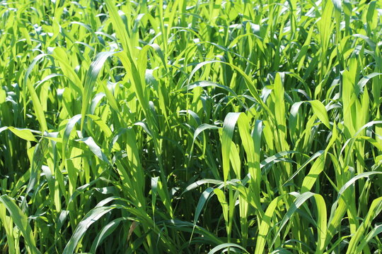 Sorghum Sudan Grass