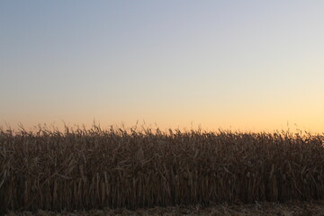 Corn field sunset