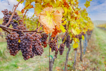 Fototapeta premium Grapes in autumn vineyard, Southern Moravia, Czech Republic