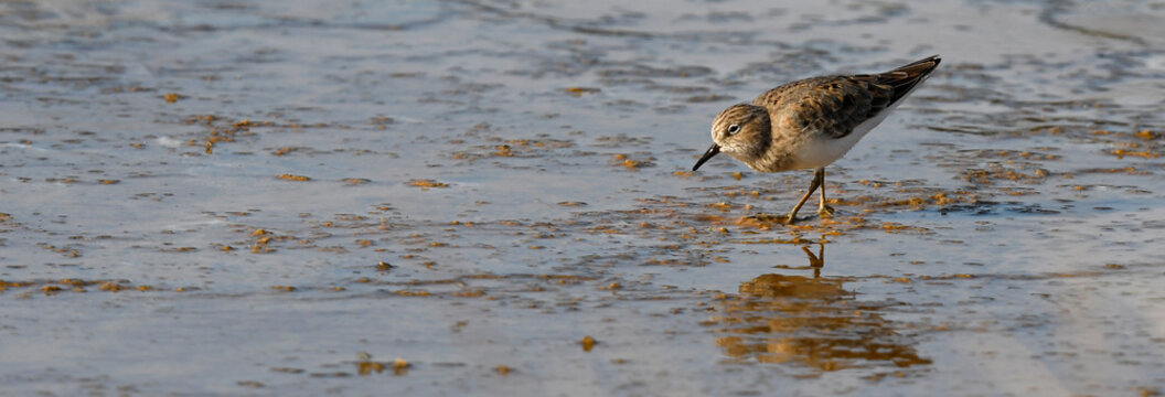 Knutt rastet auf Milos, Griechenland (28.04.2018) // Red Knot (Calidris canutus) on Milos, Greece