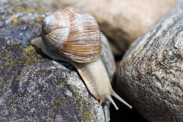 Weinbergschnecke