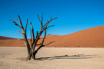 single dead tree in dead vlei in beautiful light setting in front of  sossusveil famous red dunes