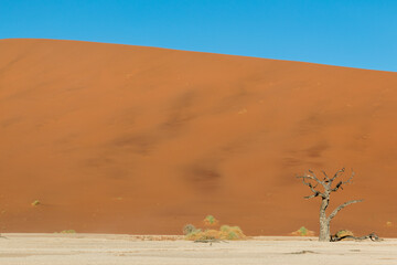 Fototapeta na wymiar famous dead trees of dead vlei in front of red dunes