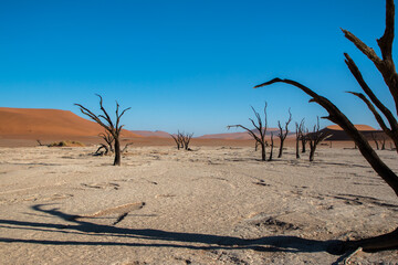 famous dead trees of dead vlei in front of red dunes