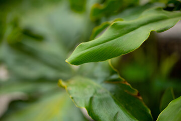 Obraz premium Detail of leaves of a plant, its texture and its intense shade of green are distinguished.