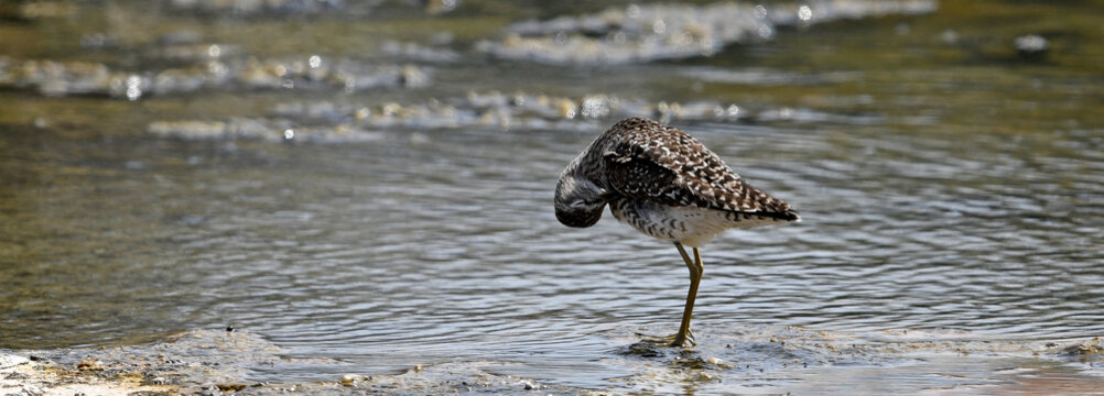 Knutt  // Red Knot (Calidris canutus) 