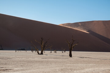 famous dead trees of dead vlei in front of red dunes with wind blowing off sand from big daddy