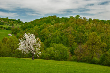 Blossomed apple tree on countryside rural landscape as spring nature background