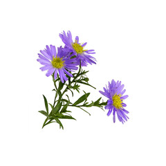 Twig of purple aster amellus flowers isolated
