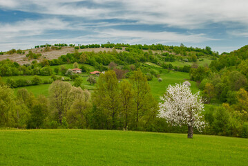 Blossomed apple tree on countryside rural landscape as spring nature background
