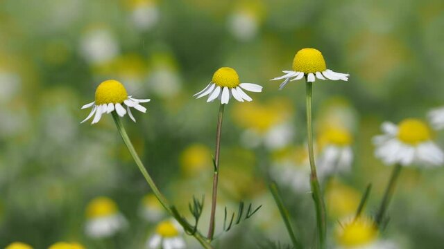 White flowers of wild German chamomile, Matricaria chamomilla