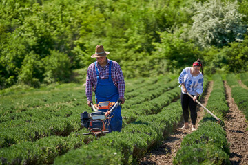 Farmers family weeding the lavender field
