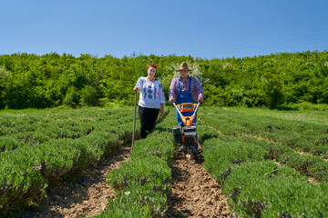 Farmers family weeding the lavender field